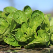 Baumspinat Baumspinat